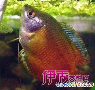 丽丽鱼、斗鱼、燕鱼、彩旗鱼、皮球鱼它们可以