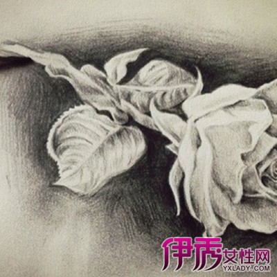 【黑玫瑰花素描】【图】观赏黑玫瑰花素描图片