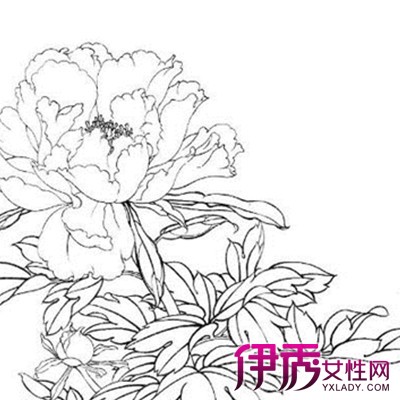 【铅牡丹花简笔画】【图】铅牡丹花简笔画曝光