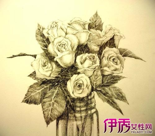 简单素描画玫瑰花展示 康之园