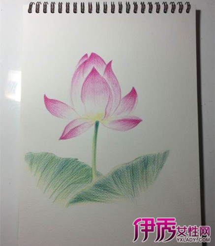 小学手绘荷花彩铅画欣赏 6个步骤画出清新荷花