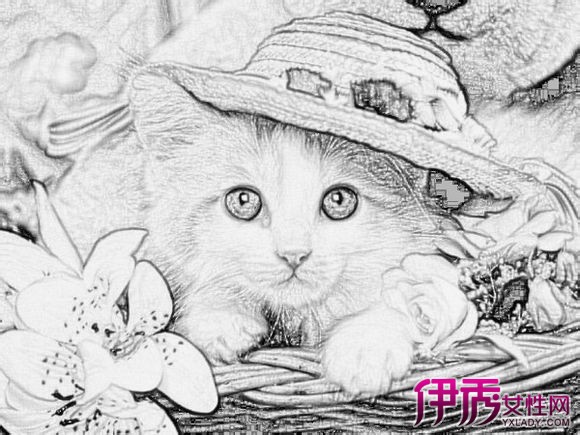 【猫咪图片 素描【图】可爱的喵咪图片欣赏 素描高手笔下的萌宠们(2