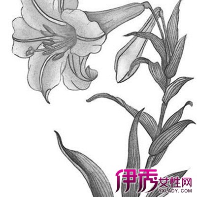 鲜花铅笔画