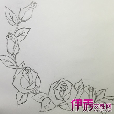 玫瑰花素描简单画法大全_玫瑰花素描简单画法