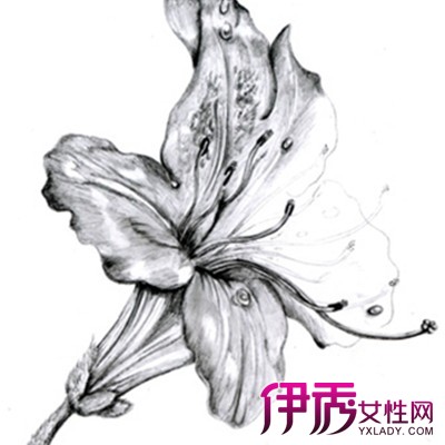 【简单唯美花花朵素描】【图】简单唯美花花朵