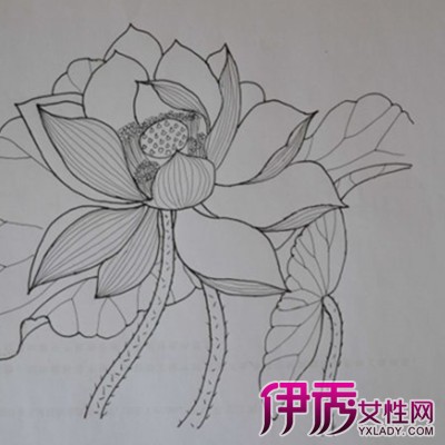 信息中心 20套荷花步骤图及白描图(转发收藏,太美了) 画荷花的步骤?图片