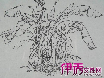 速写画植物图片展示