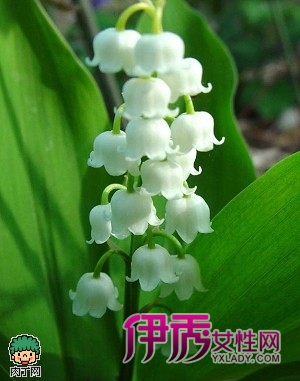 丝网花插花技术 铃兰丝网花的制作方法