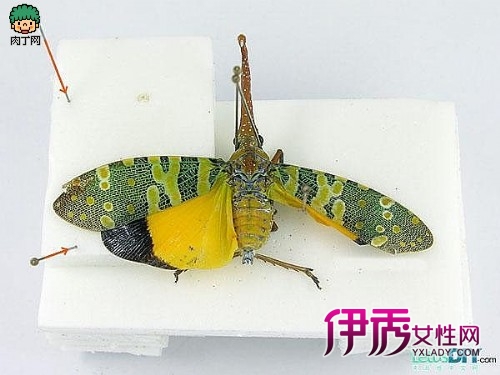 昆虫标本手工制作的方法-龙眼鸡标本