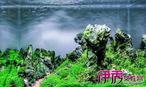 【鱼缸造景教程】【图】好看的鱼缸造景教程 