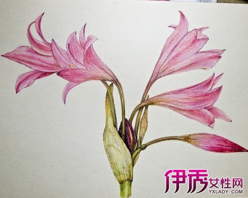 【手绘花卉图片】【图】彩铅手绘花卉图片 3部