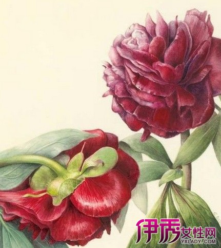 【彩铅手绘花卉】【图】彩铅手绘花卉图 详解