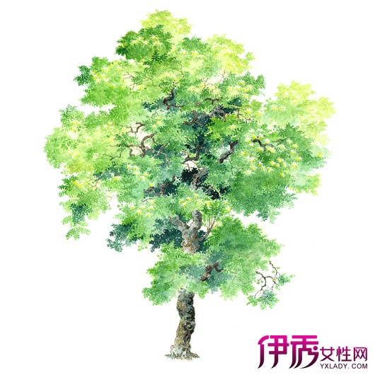 【手绘树】【图】手绘树的图片大集锦 普及树