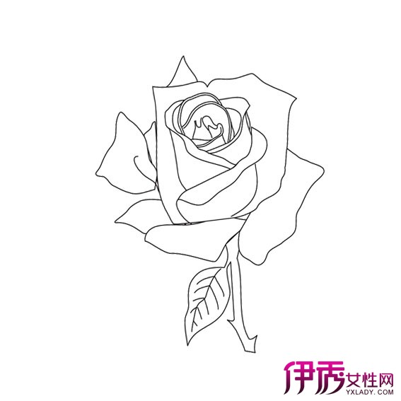 花的简笔画图片大全素描玫瑰花