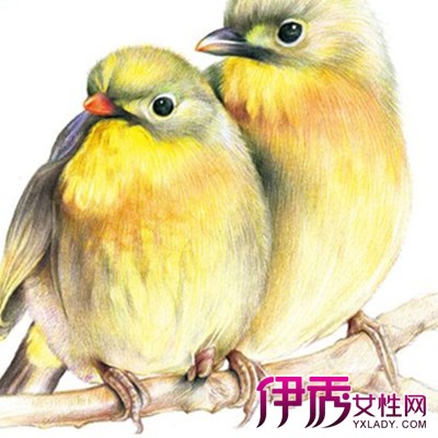 【飞乐鸟彩铅教程】【图】精美的飞乐鸟彩铅教