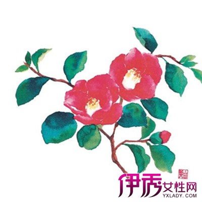 【手绘山茶花】【图】手绘山茶花图片欣赏