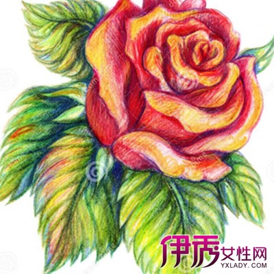 【绘画玫瑰】【图】欣赏好看的绘画玫瑰图片