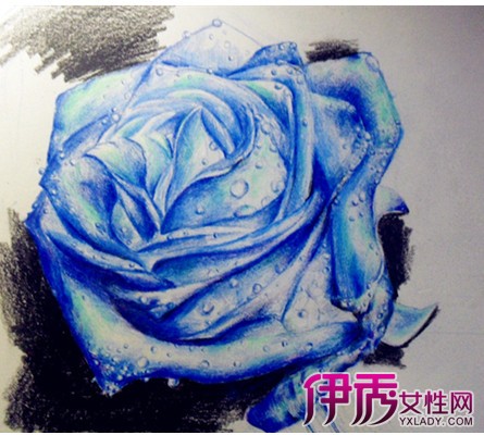 图】彩铅画玫瑰花简笔画... img5.yxlady.com 宽445x400高