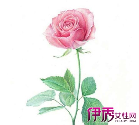 彩铅画玫瑰花简笔画】【图】彩铅画玫瑰花简笔画 ...