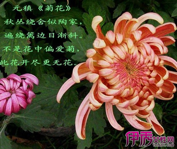 【图】有关菊花的诗句一哪些? 优美菊花诗词介绍