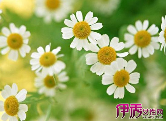 【图】雏菊花语是什么 雏菊代表深藏在心底的