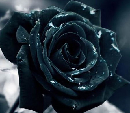 【图】黑玫瑰花语是什么 玫瑰花茶的泡法 玫瑰花的功效与作用_花草种植_花草-伊秀生活网|yxlady.com