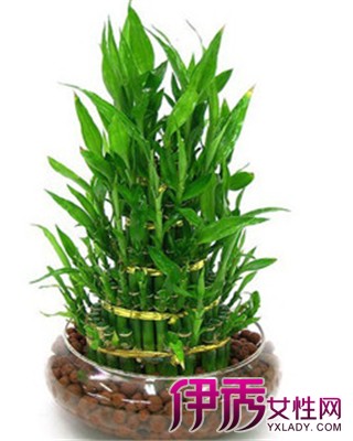 【图】富贵竹的养殖方法 告诉你富贵竹水养土