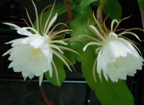 【图】昙花的花语是什么 关于昙花的资料 昙花