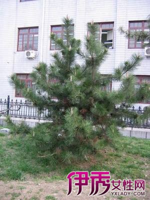 尾松】【图】百用马尾松 马尾松的药用价值(