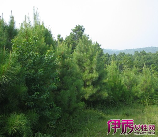 尾松】【图】百用马尾松 马尾松的药用价值(