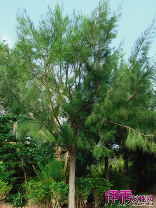 尾松】【图】百用马尾松 马尾松的药用价值(