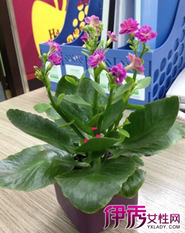 【长寿花如何修剪】【图】长寿花如何修剪 介绍两种修剪方法(3)_伊秀花草|yxlady.com