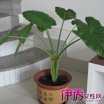 【图】绿叶植物图片大全 适合室内养殖的14种绿色植物