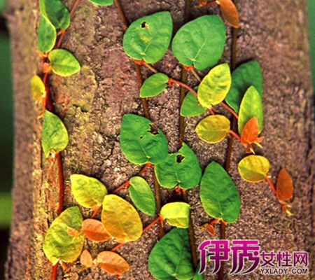 【室内藤蔓植物造型】【图】如何设计室内藤蔓