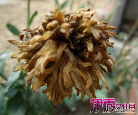 【图】枯萎的菊花图展示 介绍菊花枯萎病的特征