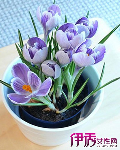 【室内造型花卉】【图】室内造型花卉图片欣赏 与你一同探索花卉的那些事儿_伊秀花草|yxlady.com