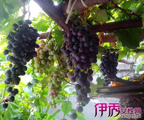 【室内藤植物造型】【图】盘点室内藤植物造型