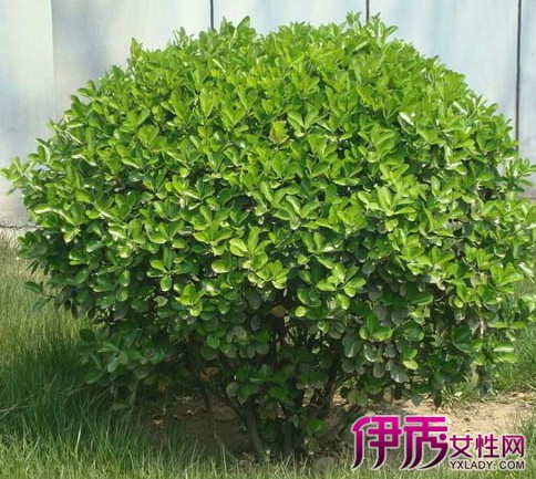 【冬青植物造型】【图】冬青植物造型多种多样