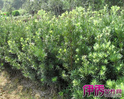 【珍奇植物】【图】中国特有珍奇植物 四大奇