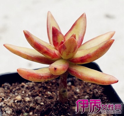 【多肉植物加州落日图】【图】多肉植物加州落