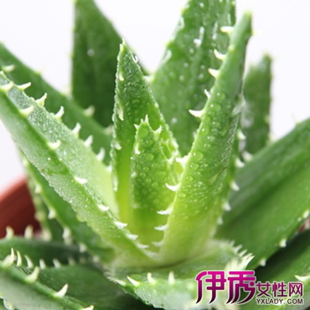 介绍芦荟的品种和3大主要