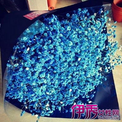 【图】植物满天星淡蓝色图片欣赏 满天星根茎均可药用