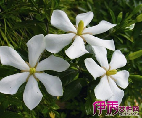 【哪里产栀子花】【图】哪里产栀子花 介绍栀