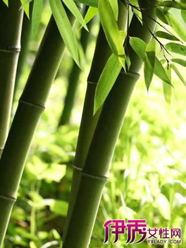 【叫竹的植物有那些】【图】叫竹的植物有哪些