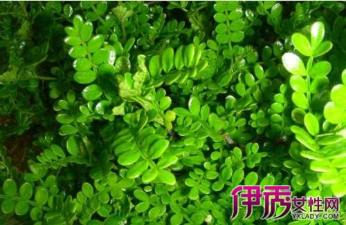 【图】清香木什么时候开花 介绍清香木的特性