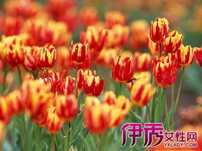 【郁金香花期几月】【图】郁金香花期几月 如