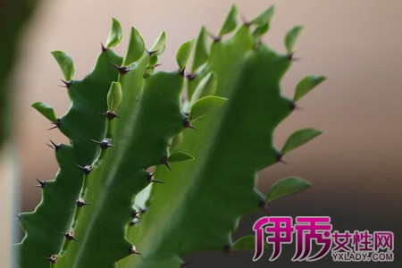 【龙骨花的养殖方法】【图】龙骨花的养殖方法