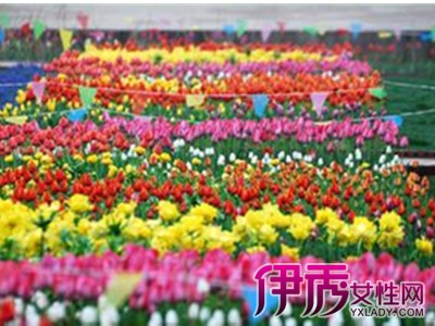 【石家庄植物园八月开什么花】【图】石家庄植