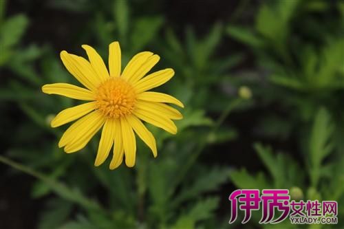 【太阳花】【图】太阳花要怎么栽培呢 6大养护