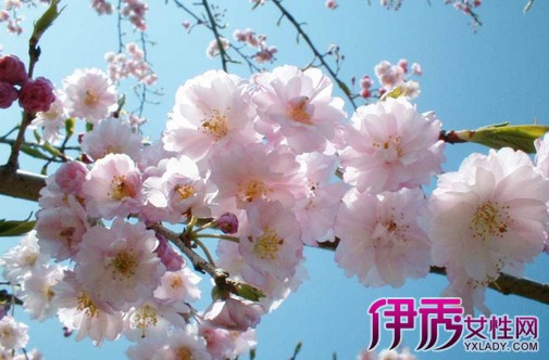 【日本樱花】【图】日本樱花故事多 和你一起